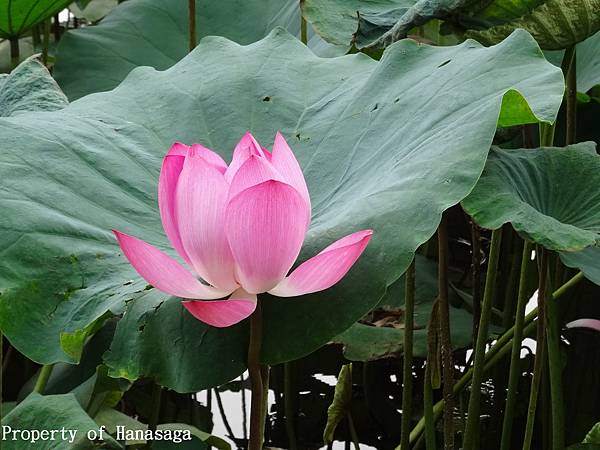 20140528_植物園賞荷花-16.JPG