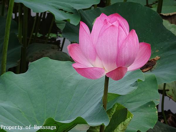 20140528_植物園賞荷花-18.JPG