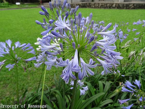 20140528_植物園賞荷花-20.JPG