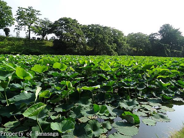 舞鶴公園賞河花_01.JPG