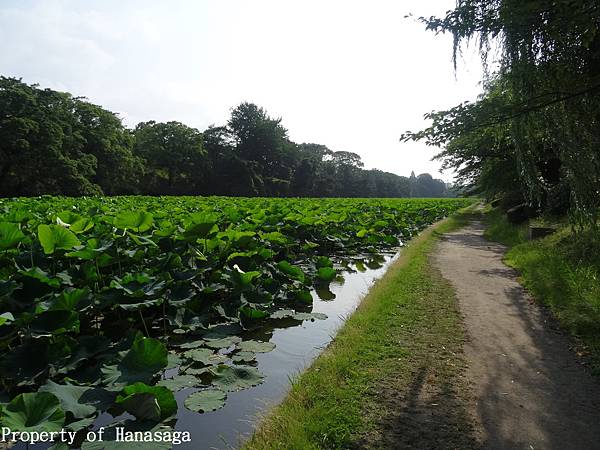 舞鶴公園賞河花_02.JPG