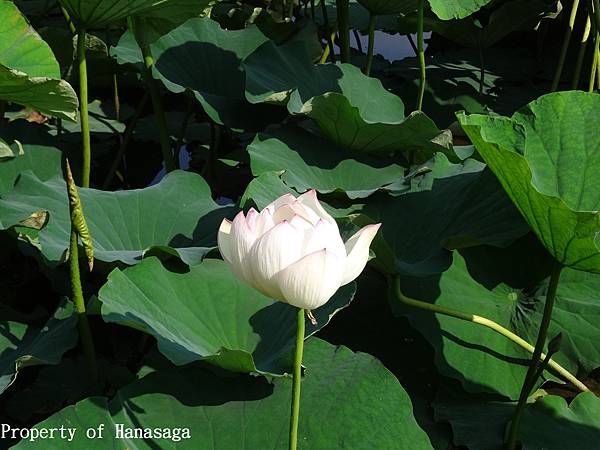 舞鶴公園賞河花_11.JPG