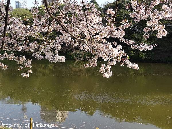 舞鶴公園賞河花_14.JPG