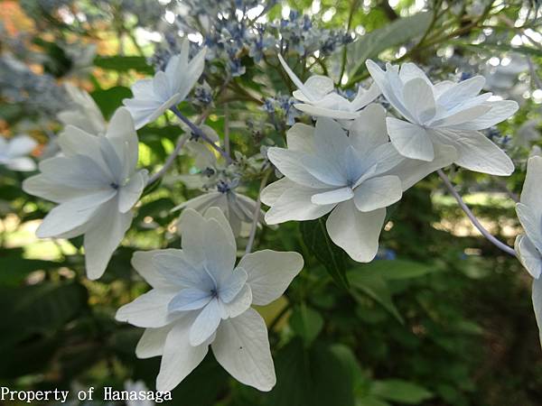 福岡植物園_08.JPG