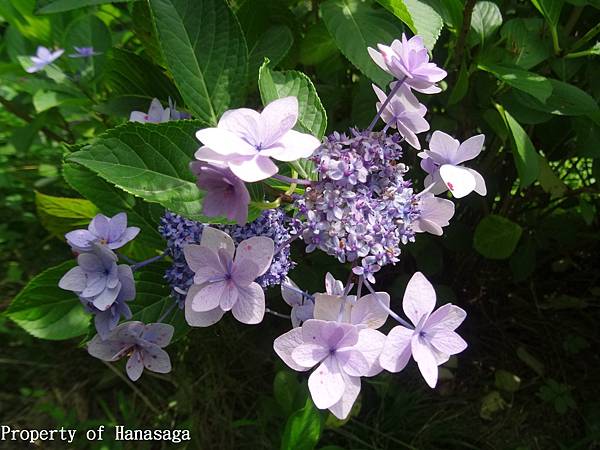 福岡植物園_10.JPG