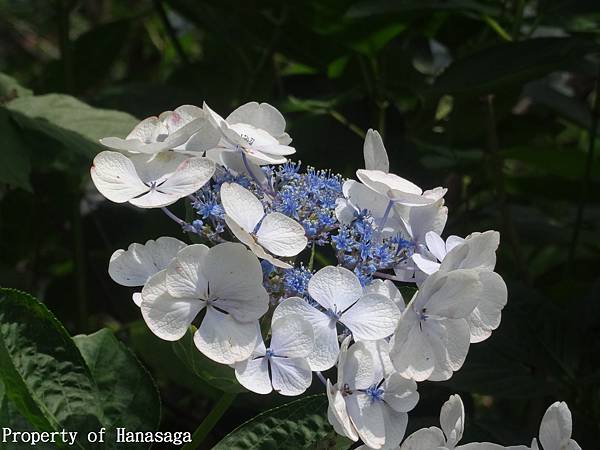 福岡植物園_18.JPG