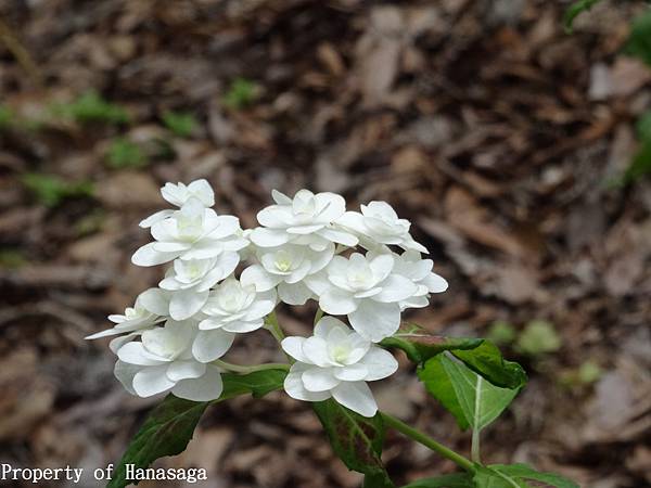 福岡植物園_21.JPG