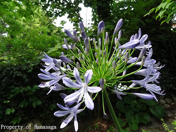 福岡植物園_22.JPG