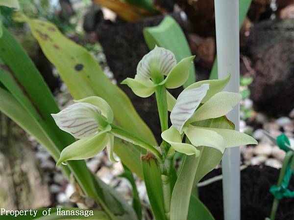 福岡植物園_28.JPG