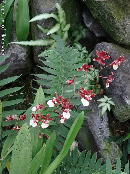 福岡植物園_37.JPG