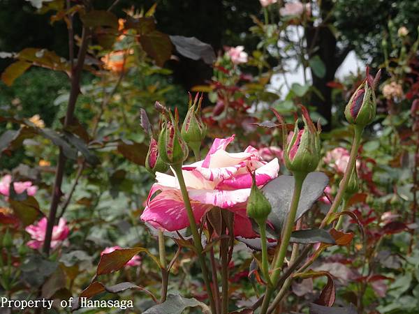 福岡植物園_39.JPG