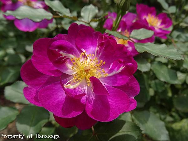 福岡植物園_40.JPG