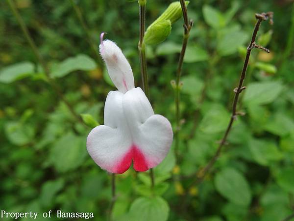 福岡植物園_44.JPG