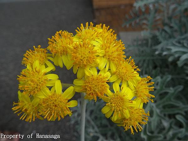 福岡植物園_45.JPG