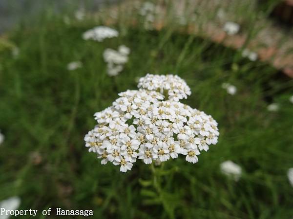 福岡植物園_47.JPG