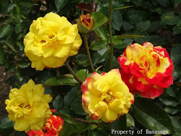 福岡植物園_48.JPG