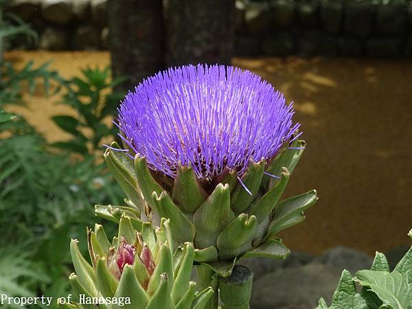 福岡植物園_53.JPG