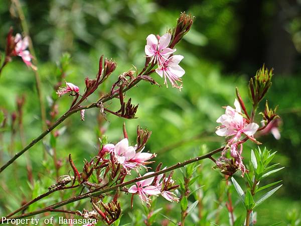 福岡植物園_57.JPG