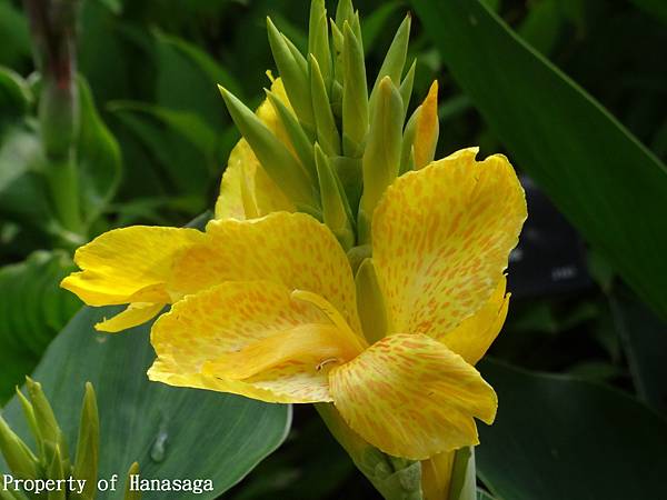 福岡植物園_59.JPG