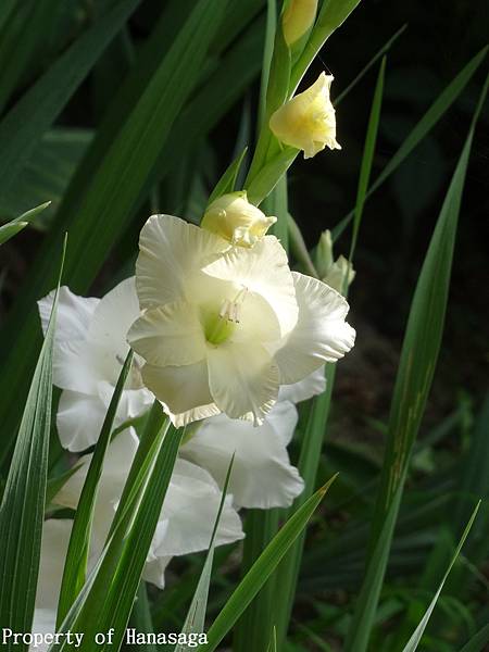 福岡植物園_60.JPG