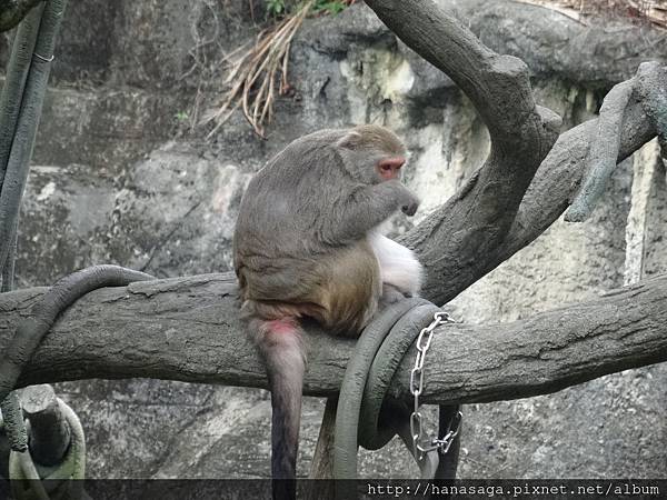 木柵動物園_06.JPG