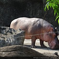 木柵動物園_14.JPG