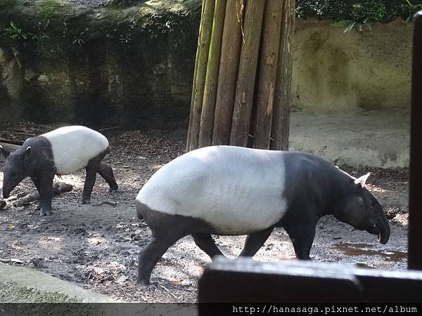 木柵動物園_19.JPG