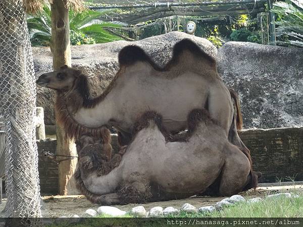 木柵動物園_20.JPG