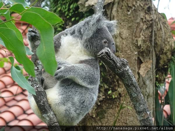 木柵動物園_22.JPG