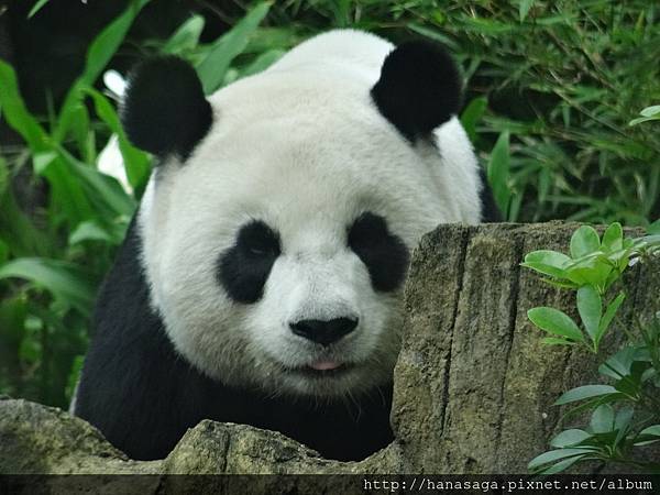 木柵動物園_40.JPG