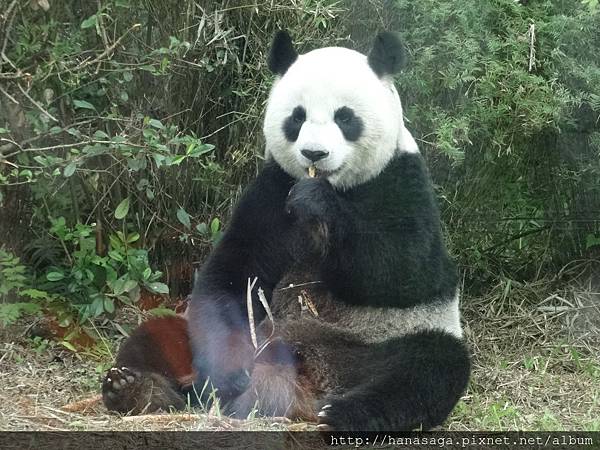 木柵動物園_41.JPG