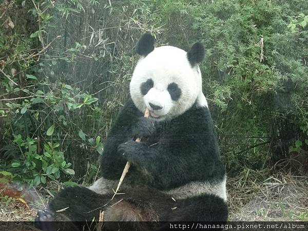 木柵動物園_42.JPG