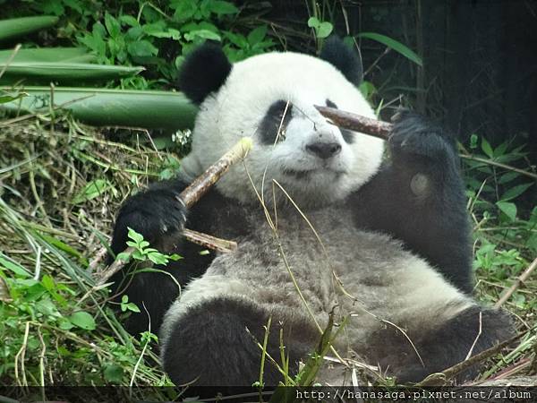 木柵動物園_47.JPG