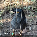 木柵動物園_50.JPG