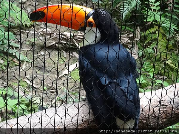 木柵動物園_53.JPG