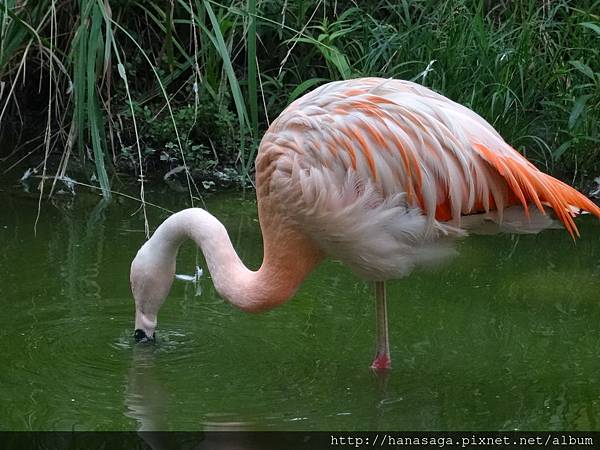 木柵動物園_55.JPG