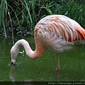 木柵動物園_55.JPG