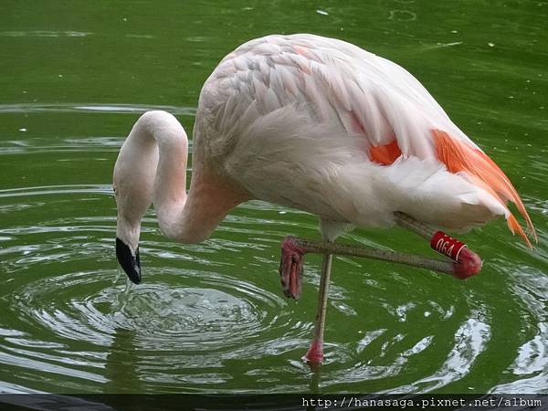 木柵動物園_56.JPG