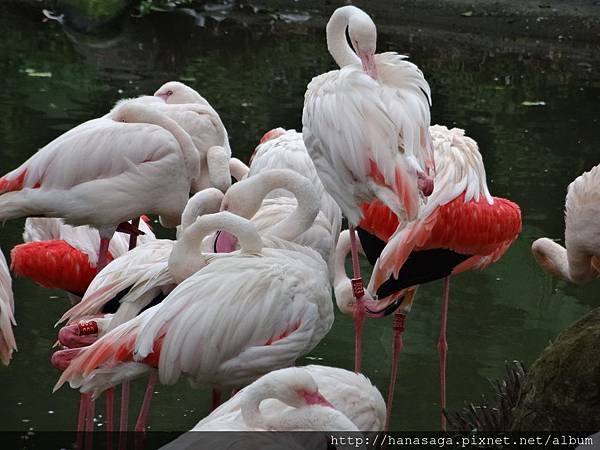 木柵動物園_58.JPG