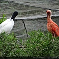 木柵動物園_60.JPG