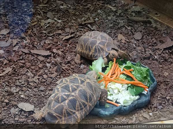 木柵動物園_66.JPG