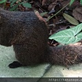 木柵動物園_68.JPG