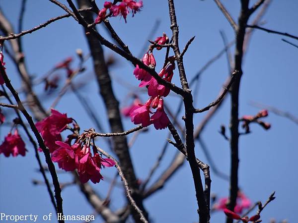 花卉試驗中心_03.JPG