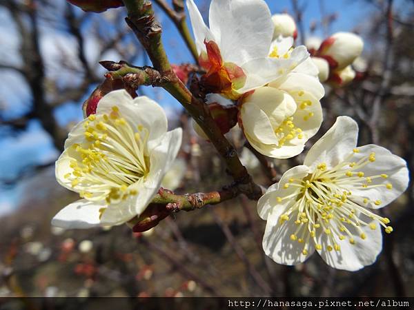 2015日本瞎之旅-大阪城_22.JPG