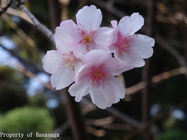 中正紀念堂賞花_08.JPG