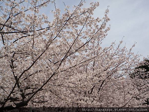 20120402_西公園_02.JPG