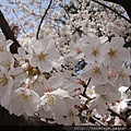 20120402_西公園_03.JPG