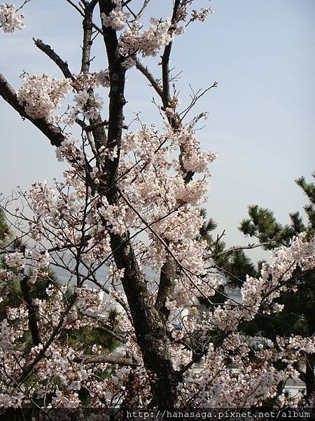 20120402_西公園_07.JPG