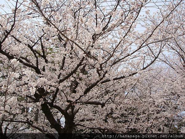 20120402_西公園_12.JPG