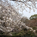 20120402_西公園_15.JPG